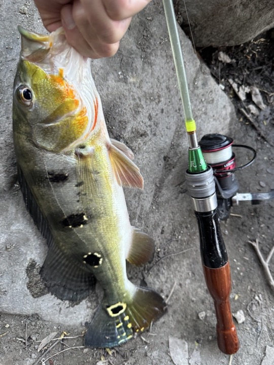 魚與釣竿原始照片